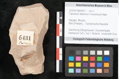 Foto (Objekt + Etikett) von Taxodium distichum miocenicum Heer (NHMW-GEO-2024-0188-6431)